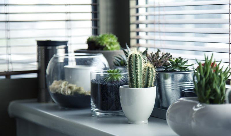 Mini Succulents